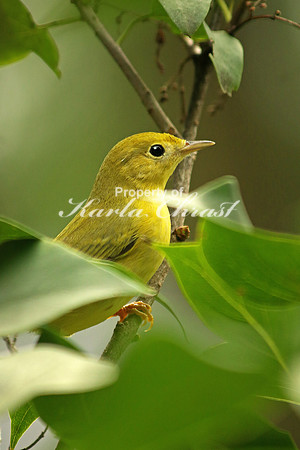 Yellow Warbler 7 - September 6, 2016