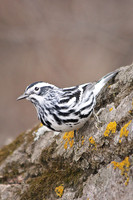 Black-and-White Warbler 6 - May 3, 2014 Glacial Lakes State Trail Minnesota