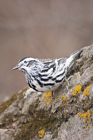 Black-and-White Warbler 6 - May 3, 2014 Glacial Lakes State Trail Minnesota