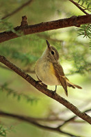 American Redstart 1, Female - May 13, 2014 Shenandoah National Park Virginia