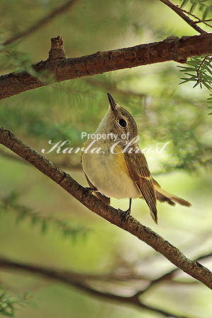 American Redstart 1, Female - May 13, 2014 Shenandoah National Park Virginia