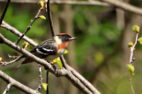 Bay-breasted Warbler 4 - May 17, 2019 Charles A. Lindbergh State Park