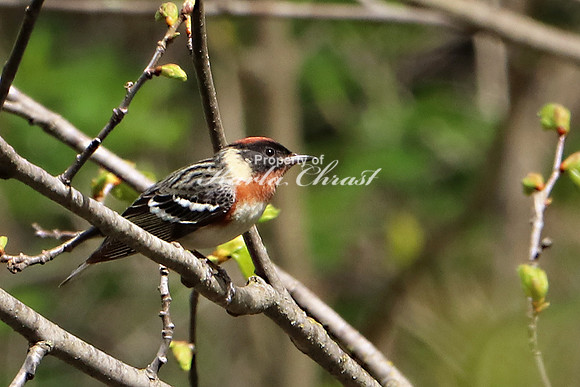 Bay-breasted Warbler 4 - May 17, 2019 Charles A. Lindbergh State Park