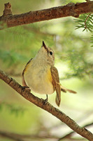 American Redstart 2, Female - May 13, 2014 Shenandoah National Park Virginia