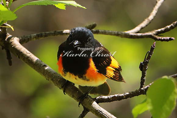 American Redstart 7, Male - May 28, 2019 North Country National Scenic Trail