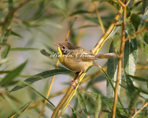 Common Yellowthroat 2, Female August 28, 2008