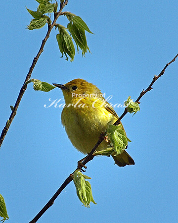 Yellow Warbler 4 - May 18, 2008