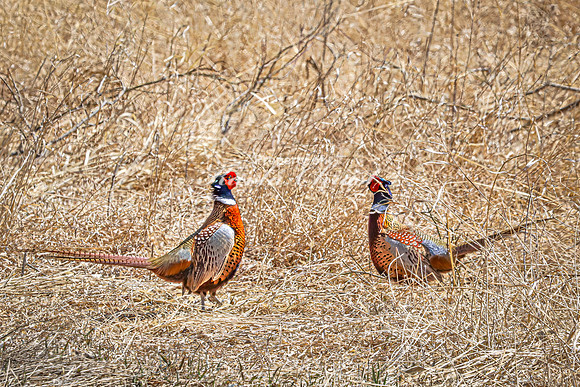 Ring-necked Pheasant, Male 8 - April 11, 2025 - Sioux Poinsett Game Production Area