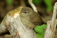 House Wren 11 - July 3, 2015