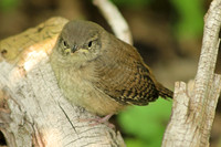 House Wren 12 - July 3, 2015
