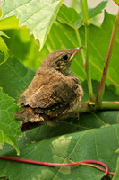 House Wren 17 - July 3, 2015