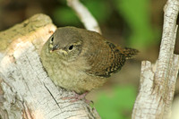House Wren 13 - July 3, 2015
