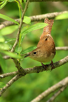 House Wren 7 - May 12, 2014