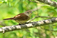 House Wren 5 - May 12, 2014