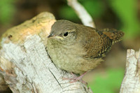 House Wren 15 - July 3, 2015