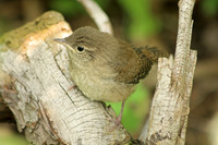 House Wren 9 - July 3, 2015