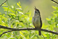 Carolina Wren 3 - May 12, 2014