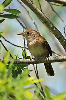 House Wren 6 - May 12, 2014