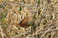 House Wren 3 - May 12, 2014