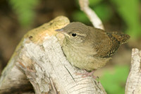 House Wren 14 - July 3, 2015