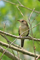 House Wren 4 - May 12, 2014