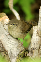 House Wren 10 - July 3, 2015