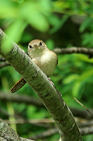 House Wren 1 - May 12, 2014