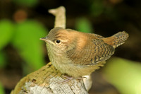 House Wren 8 - July 3, 2015