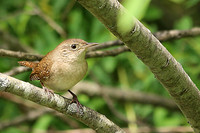 House Wren 2 - May 12, 2014