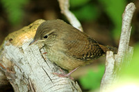 House Wren 16 - July 3, 2015