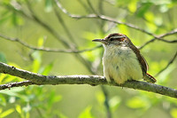Carolina Wren 2 - May 12, 2014