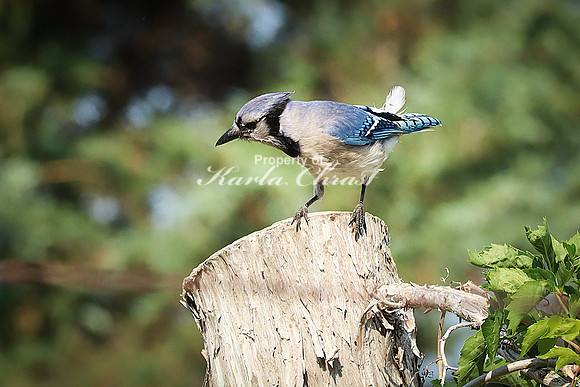 Blue Jay 6 - June 14, 2023 Oakwood Lakes State Park South Dakota