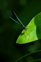 Ebony Jewelwing Male 1 - July 3, 2017 Old Mill State Park Minnesota