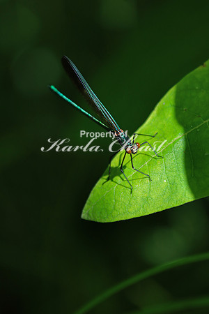 Ebony Jewelwing Male 1 - July 3, 2017 Old Mill State Park Minnesota