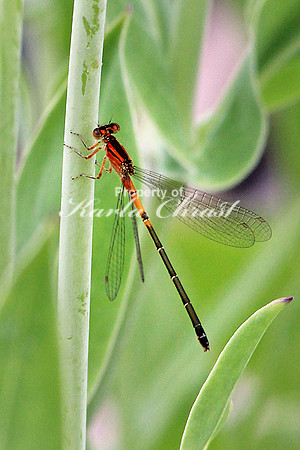 Red Damselfly 1 - June 13, 2015 Glacial Lakes State Trail Minnesota