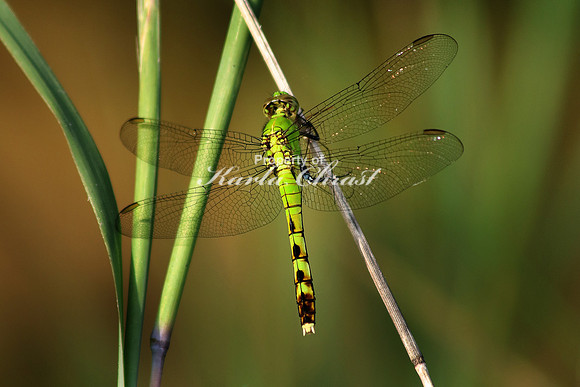 Green Darner 3 - July 31, 2016 Clearwater-Pleasant Regional Park Minnesota