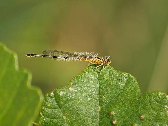 Orange Damselfly 2 - August 27, 2011 Luce Line State Trail