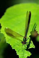 Ebony Jewelwing Female 5 - July 3, 2017 Old Mill State Park Minnesota