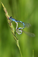 Common Blue Damselfly 3 - June 16, 2017 Madison Wetland Management District South Dakota