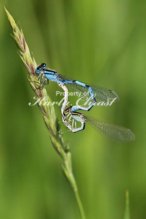 Common Blue Damselfly 3 - June 16, 2017 Madison Wetland Management District South Dakota