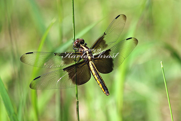 Widow Skimmer 1 - June 20, 2014 Glacial Lakes State Trail Minnesota