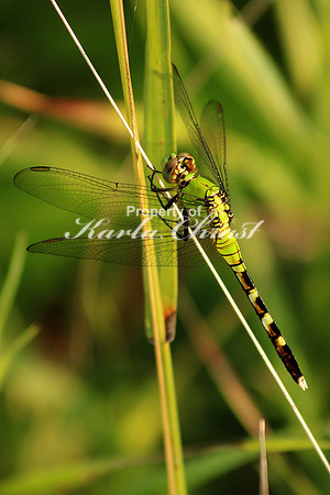 Green Darner 1 - August 5, 2017 Sakatah Singing Hills State Trail Minnesota