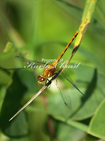 White-faced Meadowhawk 1 - July 15, 2010 Sibley State Park