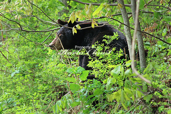 Black Bear - May 16, 2014 Shenandoah National Park Virginia