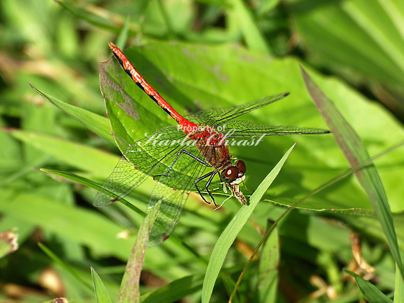 White-faced Meadowhawk 3 - August 13, 2011 Oakwoods Lake State Park