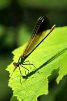 Ebony Jewelwing Female 3 - July 3, 2017 Old Mill State Park Minnesota