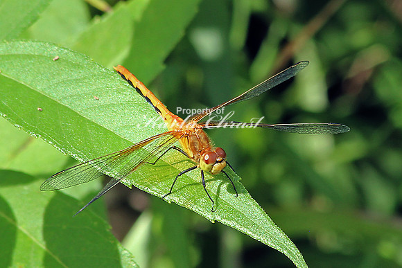 White-faced Meadowhawk 2 - September 1, 2014 Union Slough National Wildlife Refuge Iowa