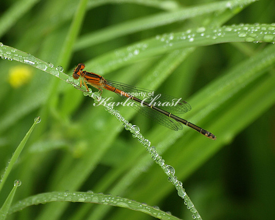 Orange Damselfly - June 24, 2011 Big Stone National Wildlife Refuge