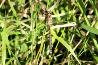 Darner Dragonfly - September 14, 2014 Glacial Lakes State Trail Minnesota