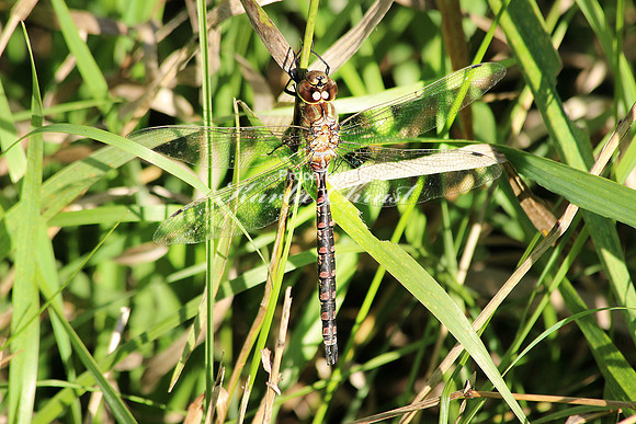 Darner Dragonfly - September 14, 2014 Glacial Lakes State Trail Minnesota